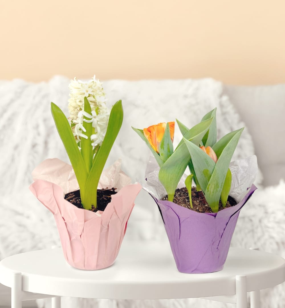 Imagenes Pequeñas spring plants 1